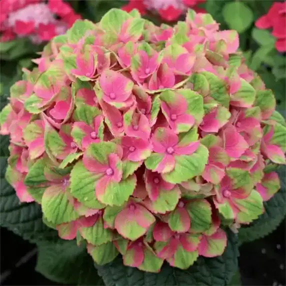 Hydrangea macrophylla 'Magical Amethyst Pink' - image 2