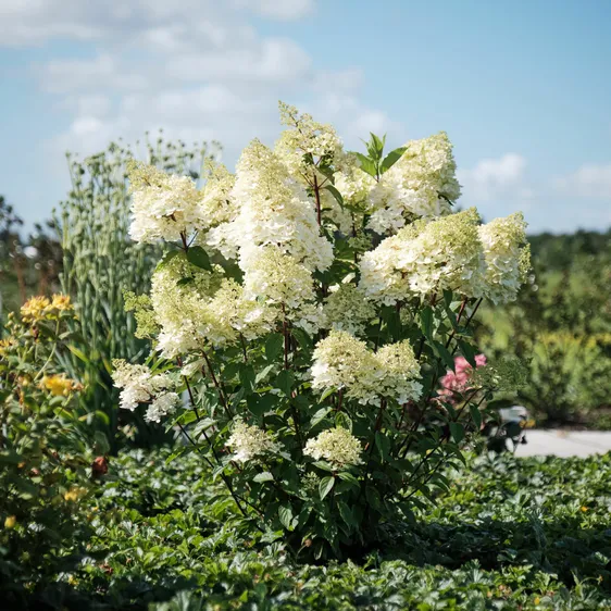 Hydrangea paniculata 'Magical Andes'