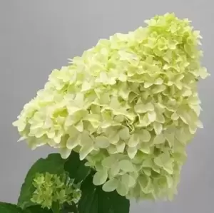 Hydrangea paniculata 'Magical Candle' - image 3