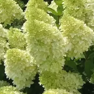 Hydrangea paniculata 'Magical Candle' - image 1