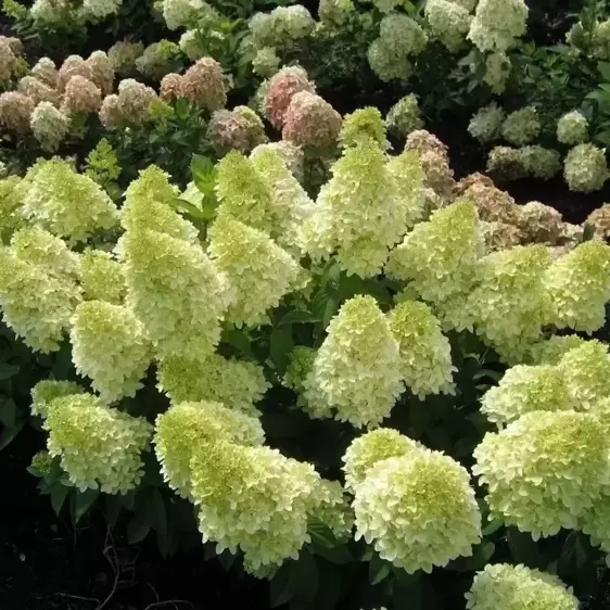 Hydrangea paniculata 'Magical Candle' - image 2