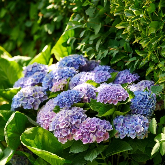 Hydrangea macrophylla 'Magical Evolution Blue' 5L - image 1