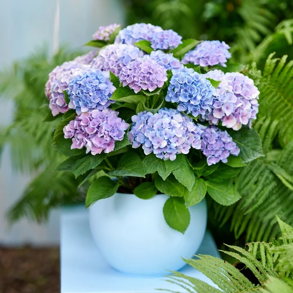 Hydrangea macrophylla 'Magical Evolution Blue' 5L - image 2