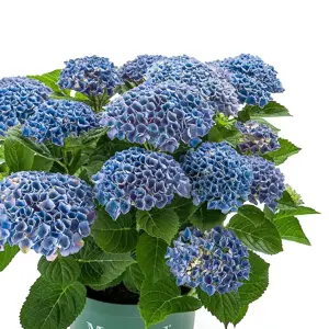 Hydrangea 'Magical Evolution Blue'
