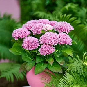 Hydrangea 'Magical Evolution Pink'