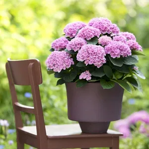 Hydrangea macrophylla 'Magical Evolution Pink' - image 2