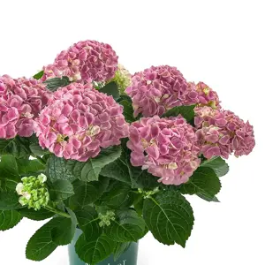 Hydrangea 'Magical Evolution Pink'