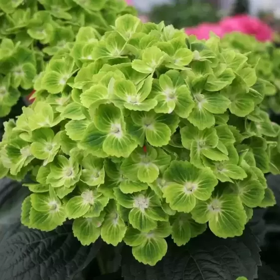 Hydrangea macrophylla 'Magical Green Cloud'® - image 1