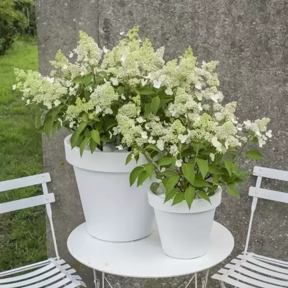 Hydrangea paniculata 'Magical Himalaya' - image 2