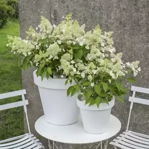 Hydrangea paniculata 'Magical Himalaya' - image 2