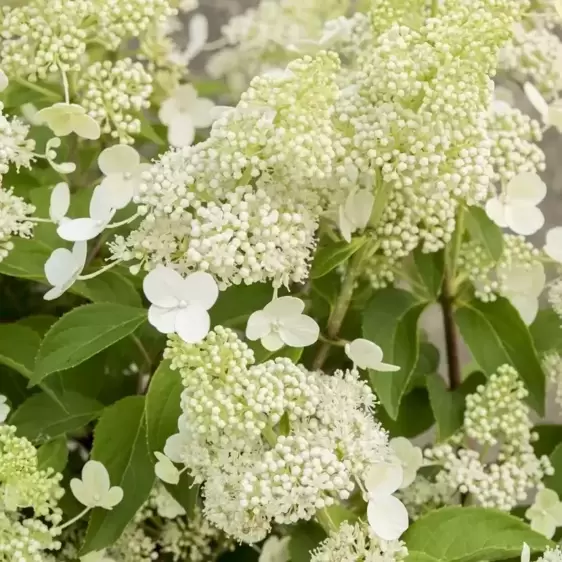 Hydrangea paniculata 'Magical Himalaya' - image 2