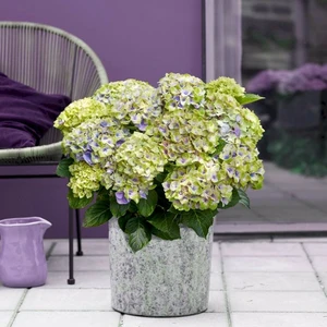 Picture - Magical Hydrangea
