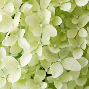 Hydrangea paniculata 'Magical Lime Sparkle' - image 3
