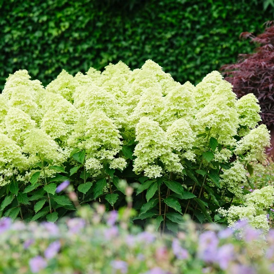 Hydrangea paniculata 'Magical Lime Sparkle'