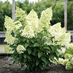 Hydrangea paniculata 'Magical Matterhorn'