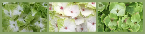 Hydrangea macrophylla 'Magical Noblesse' - image 2