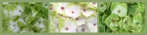 Hydrangea macrophylla 'Magical Noblesse' - image 2