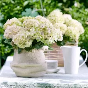 Hydrangea macrophylla 'Magical Noblesse'