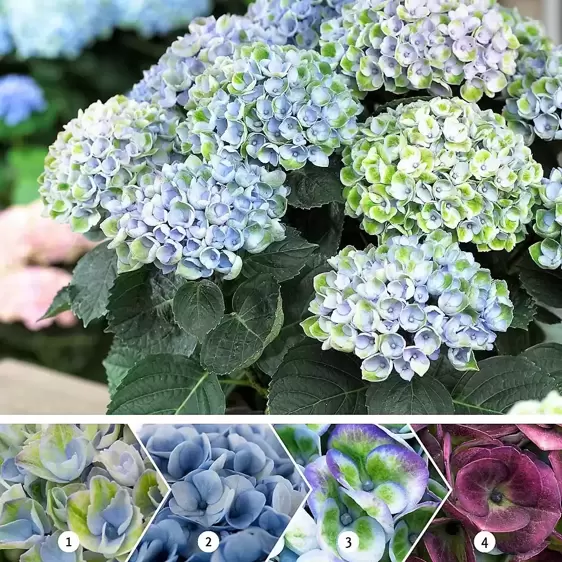 Hydrangea macrophylla 'Magical Revolution Blue'® - image 1