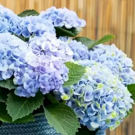 Hydrangea macrophylla 'Magical Revolution Blue' - image 3