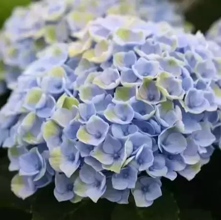 Hydrangea macrophylla 'Magical Revolution Blue'® - image 2