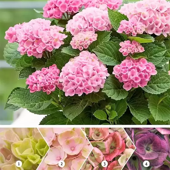 Hydrangea macrophylla 'Magical Revolution Pink'