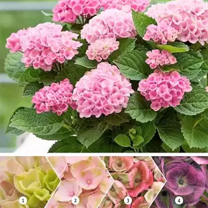 Hydrangea macrophylla 'Magical Revolution Pink'