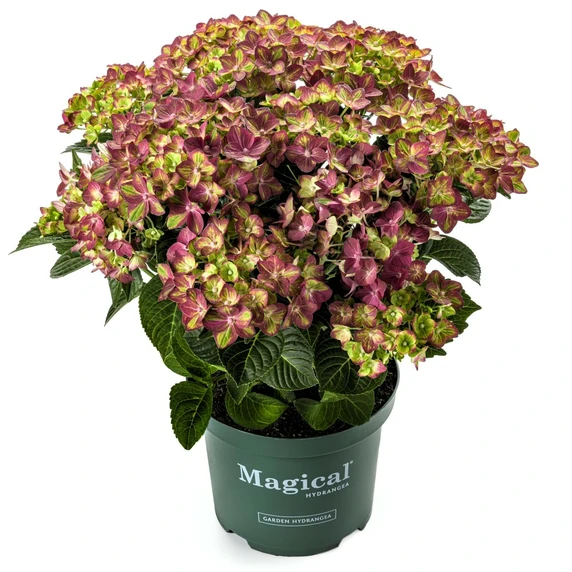 Hydrangea macrophylla 'Magical Ruby Tuesday' - image 2