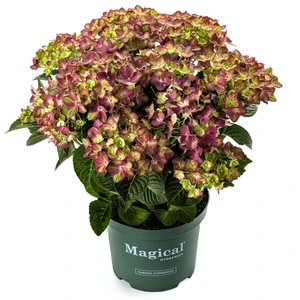 Hydrangea macrophylla 'Magical Ruby Tuesday' - image 2