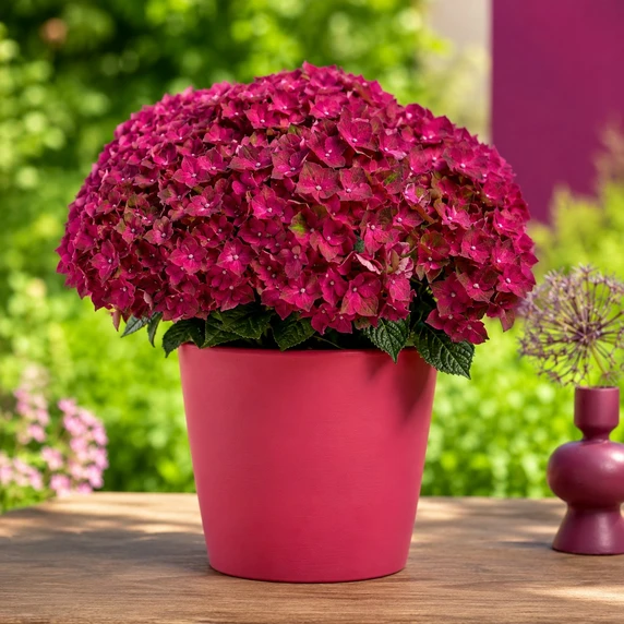 Hydrangea macrophylla 'Magical Ruby Tuesday' - image 1