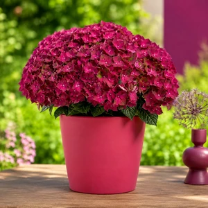 Hydrangea macrophylla 'Magical Ruby Tuesday' - image 1