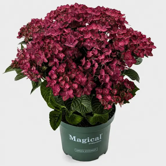 Hydrangea macrophylla 'Magical Ruby Tuesday' - image 3