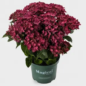 Hydrangea macrophylla 'Magical Ruby Tuesday' - image 3