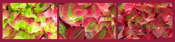 Hydrangea macrophylla 'Magical Ruby Tuesday' - image 4