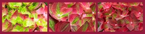 Hydrangea macrophylla 'Magical Ruby Tuesday' - image 4