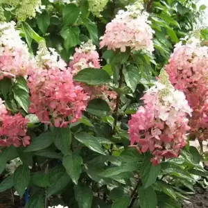 Hydrangea paniculata 'Magical Vesuvio' 3L - image 3