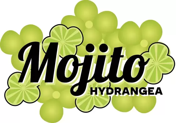 Hydrangea paniculata 'Mojito'® - image 4