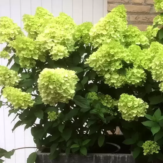 Hydrangea paniculata 'Mojito' 4L - image 3