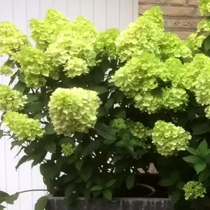 Hydrangea paniculata 'Mojito' 4L - image 3