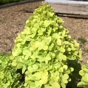 Hydrangea paniculata 'Mojito' 4L - image 4