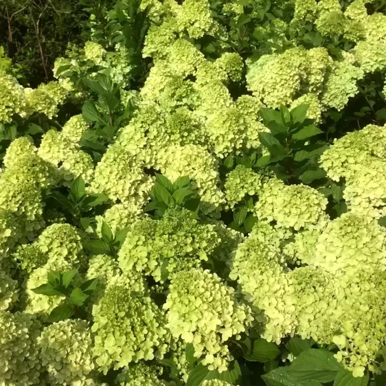 Hydrangea paniculata 'Mojito' 4L - image 2