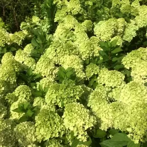 Hydrangea paniculata 'Mojito' 4L - image 2
