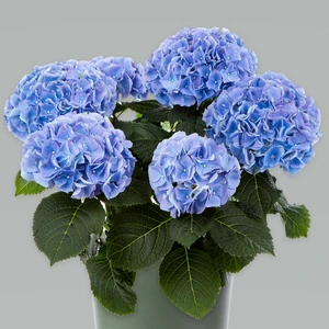 Hydrangea macrophylla 'Mophead Blue'