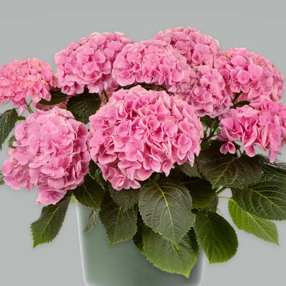 Hydrangea macrophylla 'Mophead Pink'