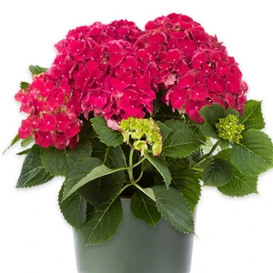 Hydrangea macrophylla 'Mophead Red'