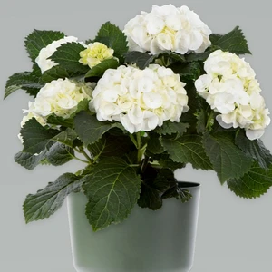 Hydrangea macrophylla 'Mophead White'