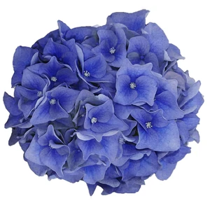 Hydrangea macrophylla 'Music Collection Blue Ballard' - image 2