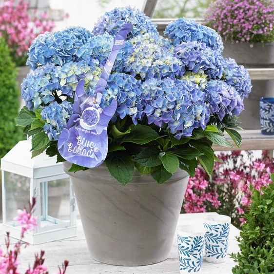 Hydrangea macrophylla 'Music Collection Blue Ballard' - image 1