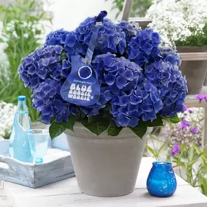 Hydrangea macrophylla 'Music Collection Blue Boogie Woogie' 5L - image 1