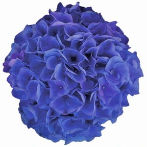Hydrangea macrophylla 'Music Collection Blue Boogie Woogie' 5L - image 2